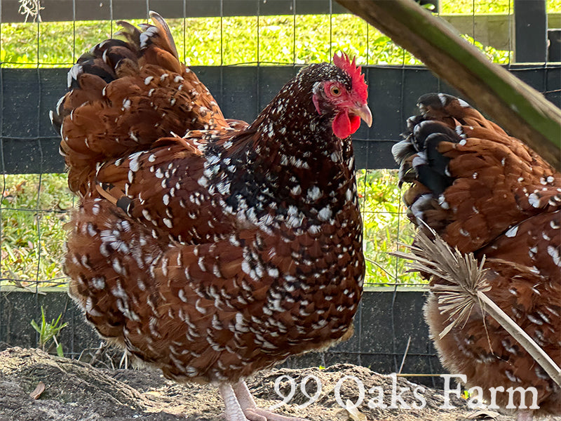 Jubilee Orpington Chickens