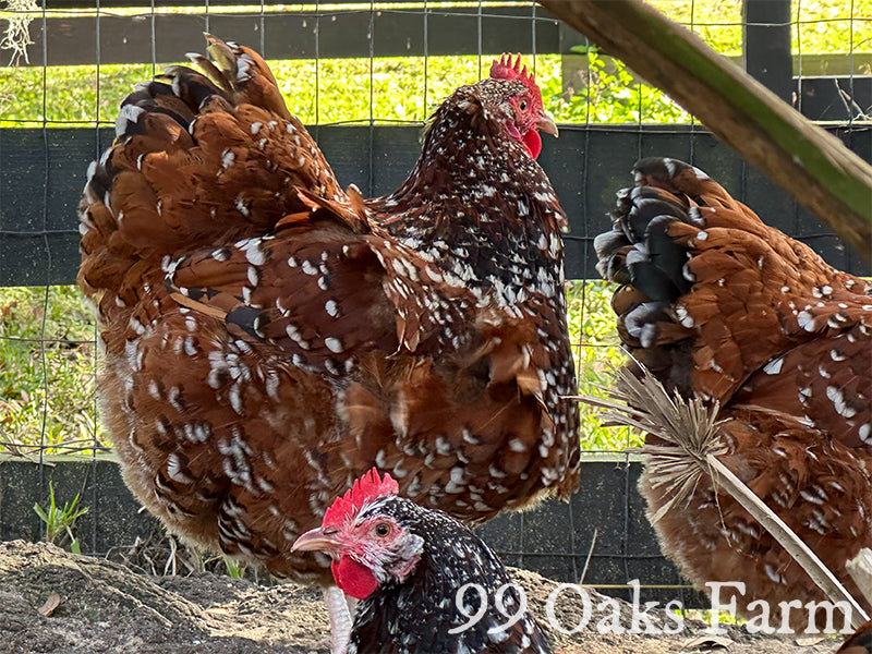 Jubilee Orpington Chickens