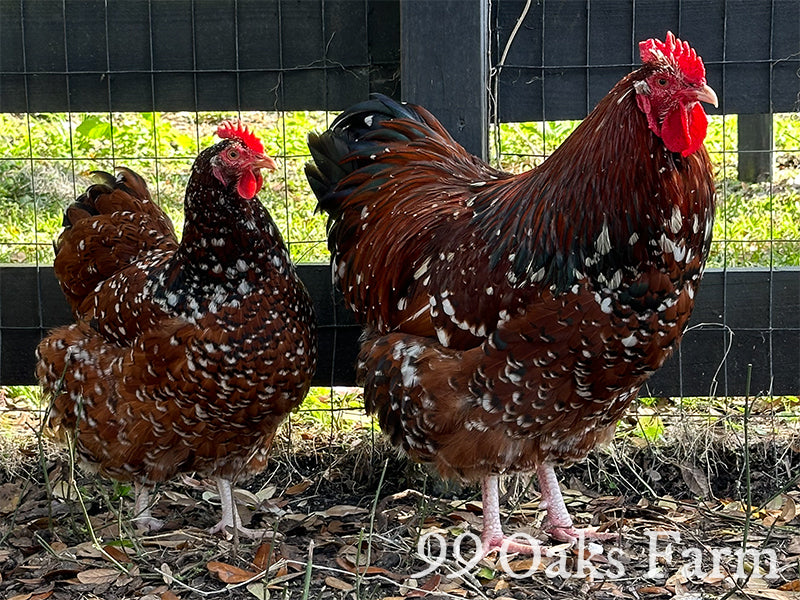Jubilee Orpington Chickens