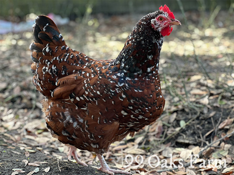Jubilee Orpington Chicken