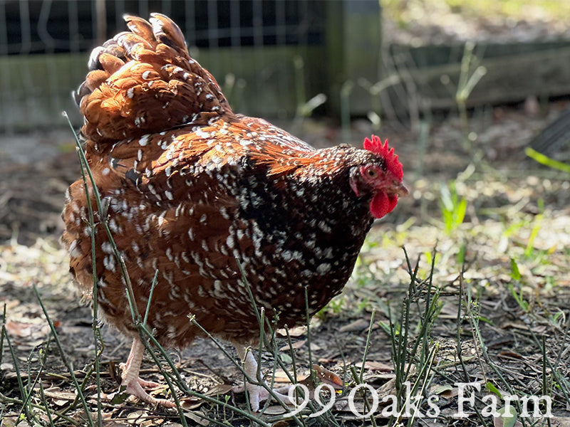 Jubilee Orpington Chicken