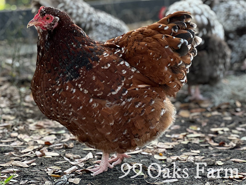 Jubilee Orpington Chicken