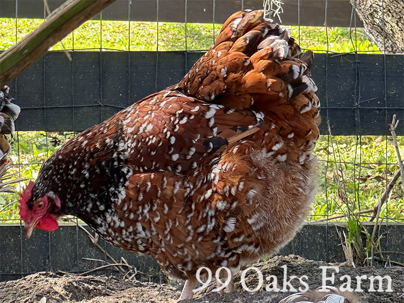 Jubilee Orpington Chicken