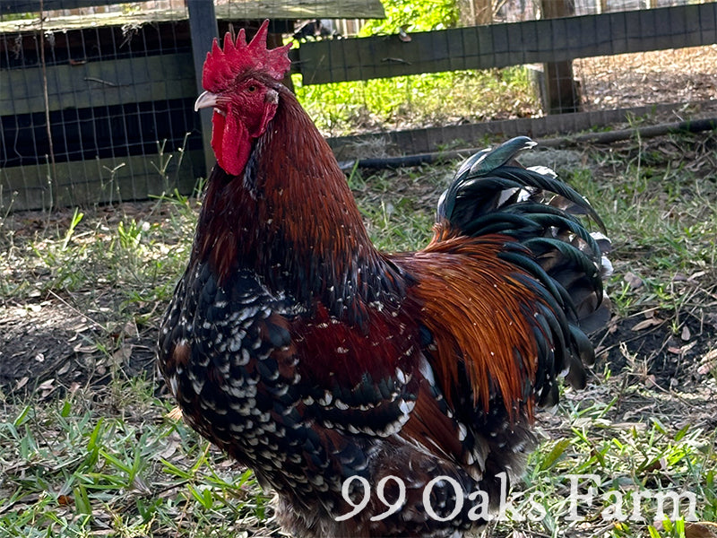 Jubilee Orpington Rooster