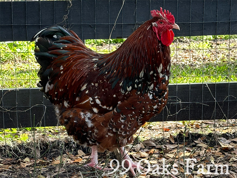 Jubilee Orpington Rooster