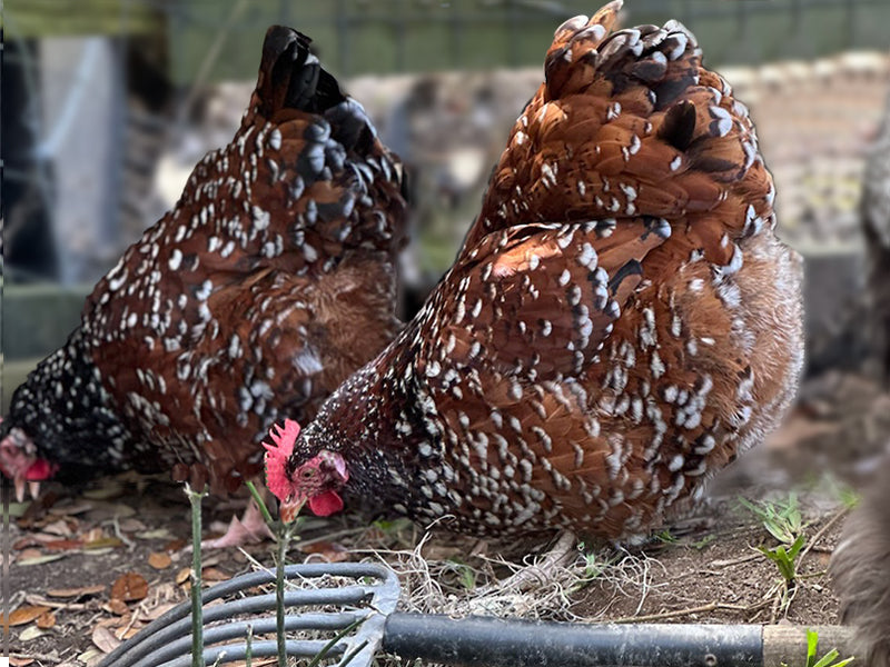 Jubilee Orpington Chickens