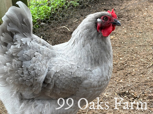 Lavender Orpington Hen