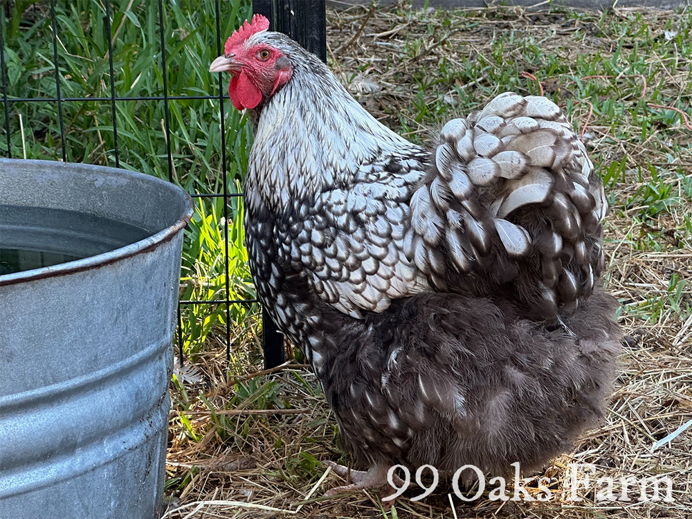 Silver Laced Orpington Hatching Eggs