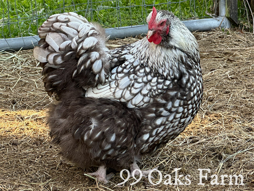 Silver Laced Orpington Hatching Eggs