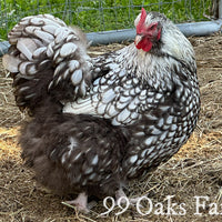 Silver Laced Orpington Hatching Eggs thumbnail