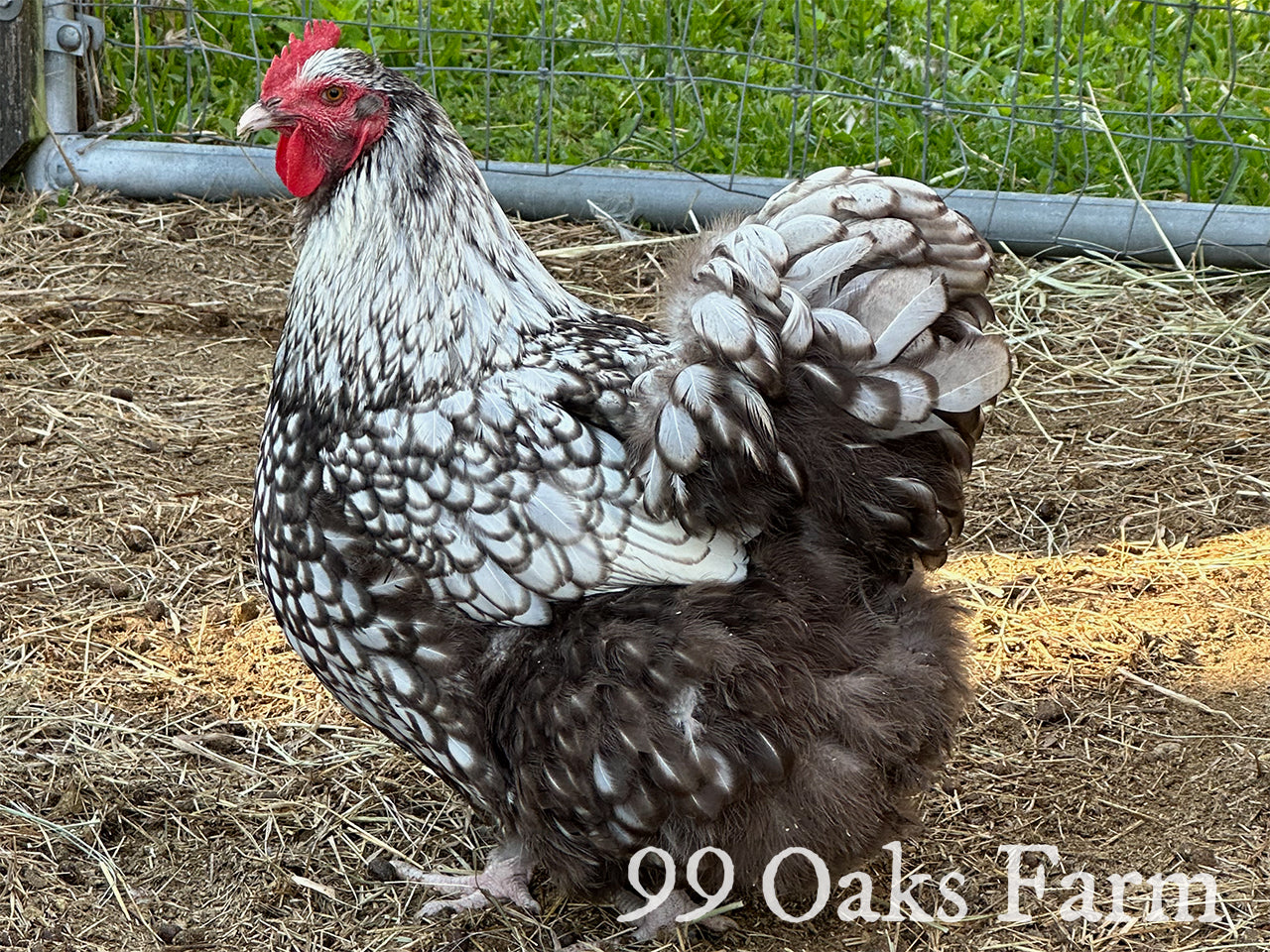Silver Laced Orpington