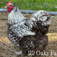 Silver Laced Orpington Hatching Eggs thumbnail