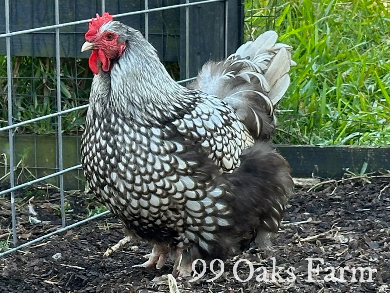Silver Laced Orpington