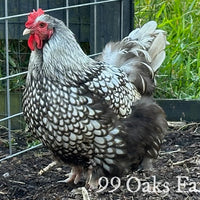 Silver Laced Orpington Hatching Eggs thumbnail
