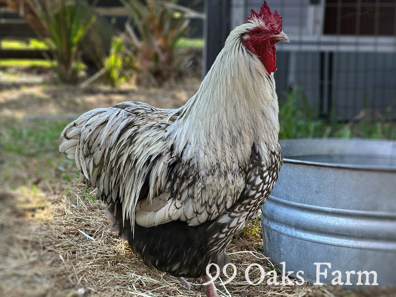 Silver Laced Orpington