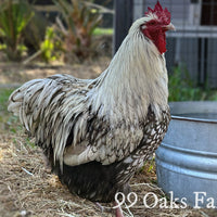 Silver Laced Orpington Hatching Eggs thumbnail