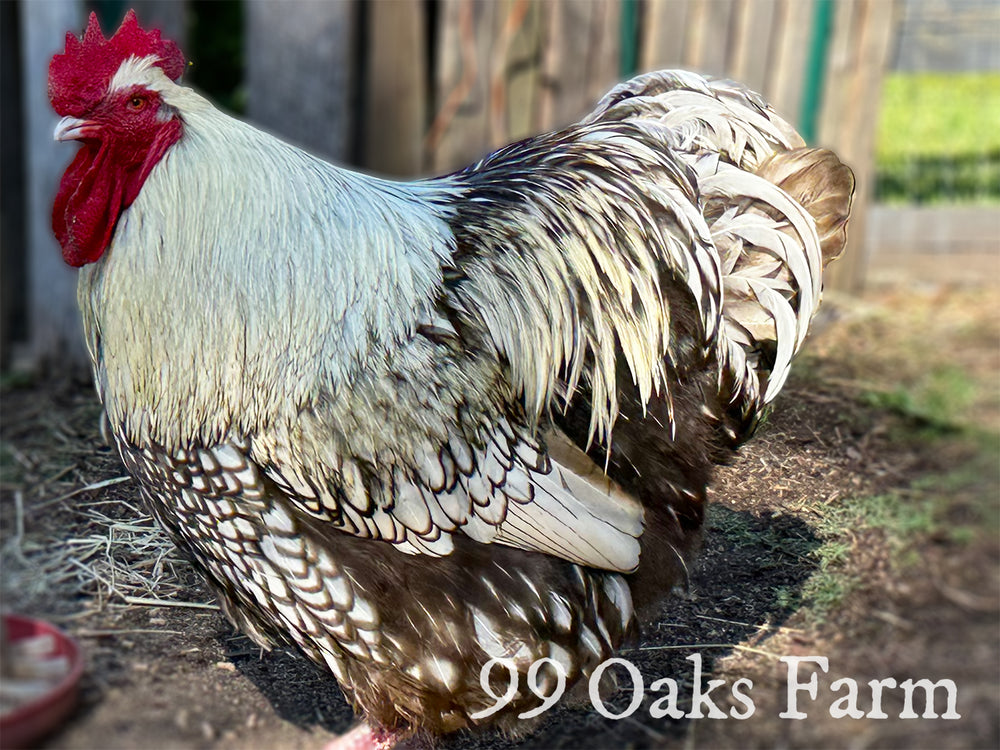 Silver Laced Orpington Hatching Eggs