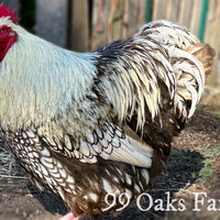 Silver Laced Orpington Hatching Eggs thumbnail