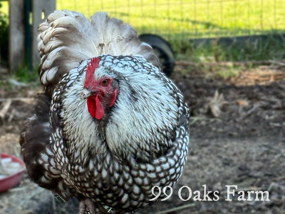 Silver Laced Orpington Hatching Eggs
