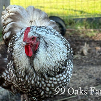 Silver Laced Orpington Hatching Eggs thumbnail