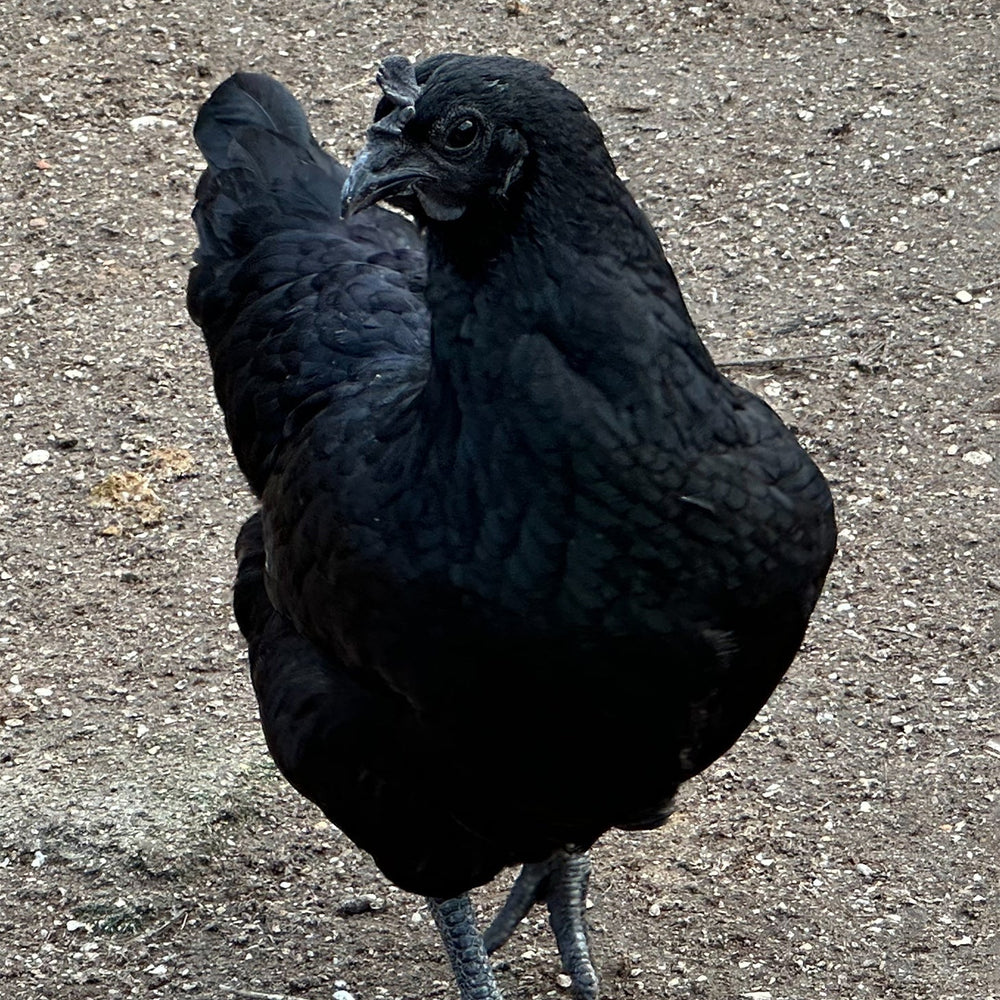 Ayam Cemani - 99 Oaks Farm