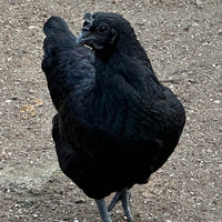 Ayam Cemani - 99 Oaks Farm thumbnail