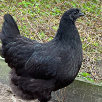 Ayam Cemani - 99 Oaks Farm thumbnail
