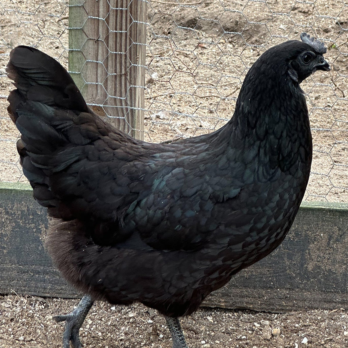Ayam Cemani Chicks & Hatching Eggs