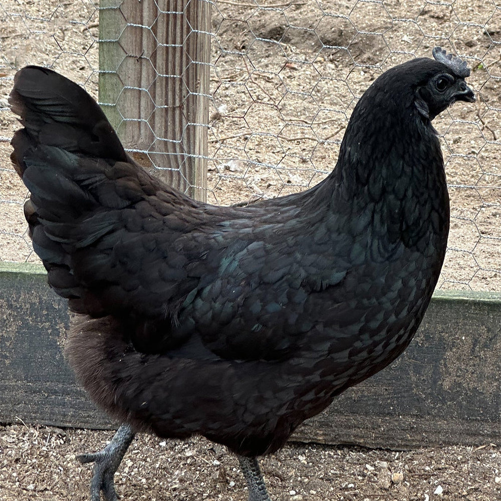Ayam Cemani - 99 Oaks Farm