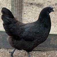 Ayam Cemani - 99 Oaks Farm thumbnail
