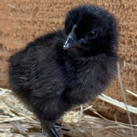 Ayam Cemani - 99 Oaks Farm thumbnail