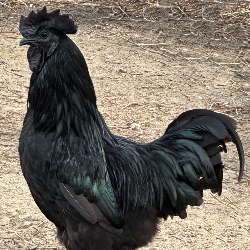 Ayam Cemani - 99 Oaks Farm