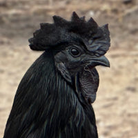 Ayam Cemani - 99 Oaks Farm thumbnail
