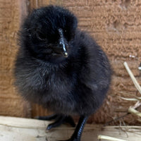 Ayam Cemani - 99 Oaks Farm thumbnail