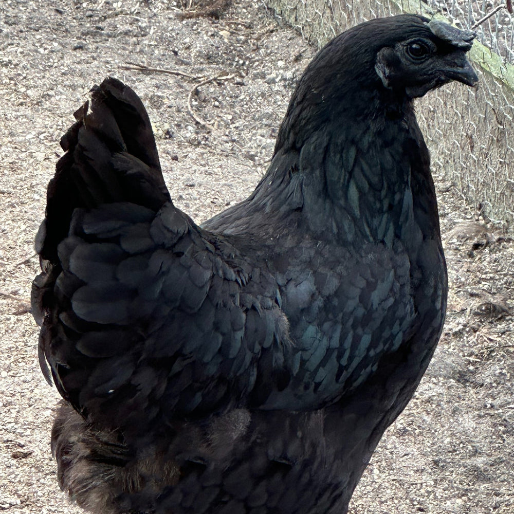 Ayam Cemani - 99 Oaks Farm