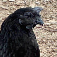 Ayam Cemani - 99 Oaks Farm thumbnail