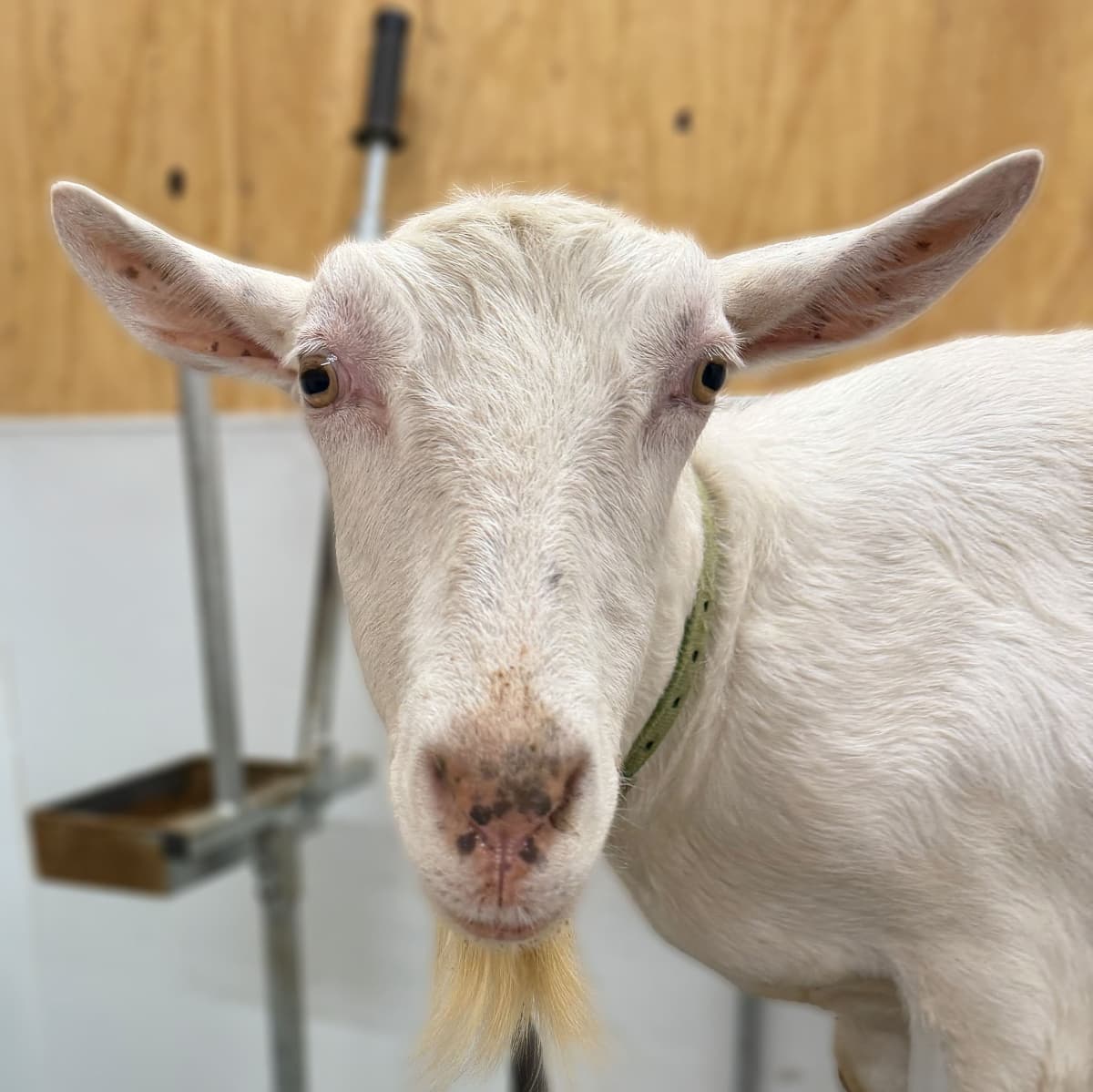 Mac - Caprikorn Kebab Macarroni 5*M - 3 of 3