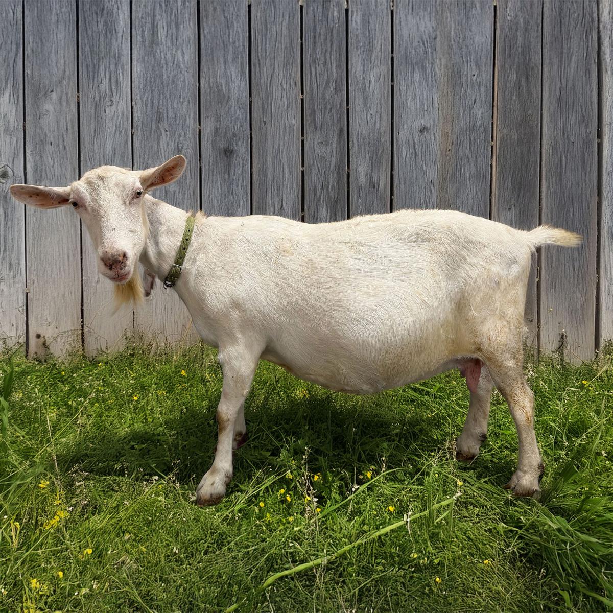 Mac - Caprikorn Kebab Macarroni 5*M - 1 of 3