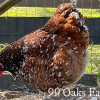 Jubilee Orpington - 99 Oaks Farm thumbnail