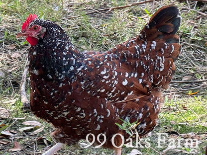 Jubilee Orpington - 99 Oaks Farm