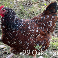 Jubilee Orpington - 99 Oaks Farm thumbnail