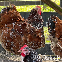 Jubilee Orpington - 99 Oaks Farm thumbnail