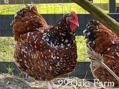 Jubilee Orpington - 99 Oaks Farm