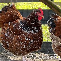 Jubilee Orpington - 99 Oaks Farm thumbnail
