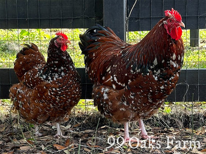 Jubilee Orpington - 99 Oaks Farm