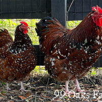Jubilee Orpington - 99 Oaks Farm thumbnail