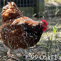 Jubilee Orpington - 99 Oaks Farm thumbnail