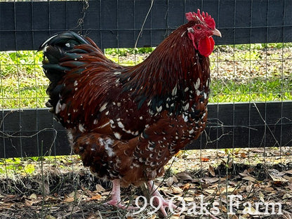 Jubilee Orpington - 99 Oaks Farm