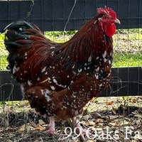 Jubilee Orpington - 99 Oaks Farm thumbnail