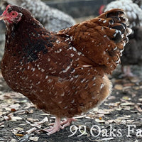 Jubilee Orpington - 99 Oaks Farm thumbnail